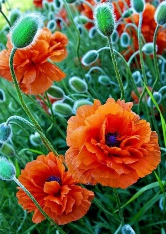 Картина по номерам Paintboy "Утренние маки" GX3892