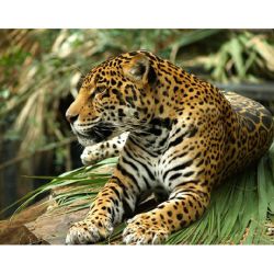 Ягуар размер  Ag 5852