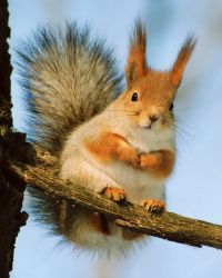 ИР50-60 Мозаика по фото Размер 50х60