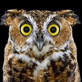 Ag2351 Алмазная мозаика Гранни "Любопытная сова"